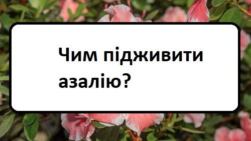 chim-p-dzhiviti-azal-yu chim-p-dzhiviti-azal-yu
