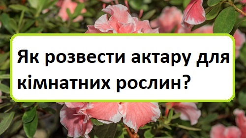 yak-rozvesti-aktaru-dlya-k-mnatnih-roslin yak-rozvesti-aktaru-dlya-k-mnatnih-roslin