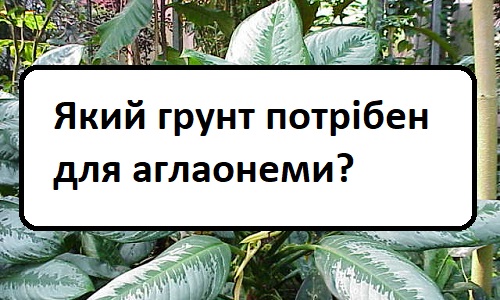 yakij-grunt-potr-ben-dlya-aglaonemi yakij-grunt-potr-ben-dlya-aglaonemi