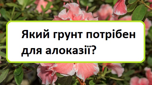yakij-grunt-potr-ben-dlya-alokaz yakij-grunt-potr-ben-dlya-alokaz