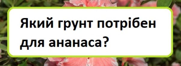 yakij-grunt-potr-ben-dlya-ananasa