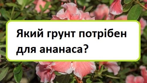 yakij-grunt-potr-ben-dlya-ananasa yakij-grunt-potr-ben-dlya-ananasa