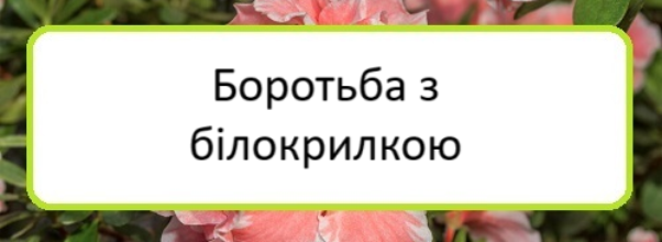 borotʹba-z-bilokrylkoyu