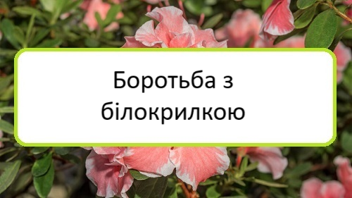borotʹba-z-bilokrylkoyu borotʹba-z-bilokrylkoyu