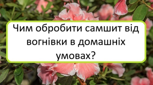 chym-obrobyty-samshyt-vid-vohnivky-v-dom chym-obrobyty-samshyt-vid-vohnivky-v-dom