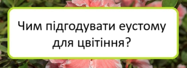 chym-pidhoduvaty-eustomu-dlya-tsvitinnya
