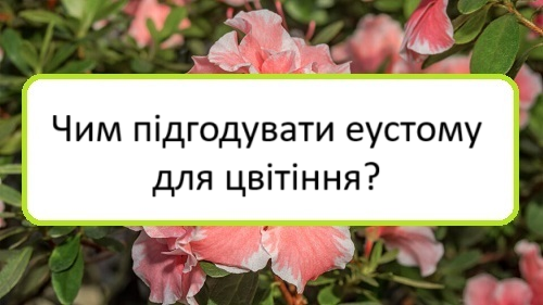 chym-pidhoduvaty-eustomu-dlya-tsvitinnya