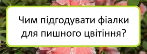chym-pidhoduvaty-fialky-dlya-pyshnoho-tsvitinnya