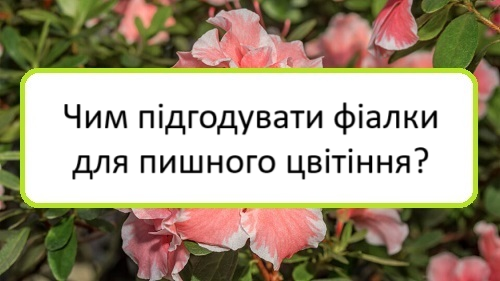 chym-pidhoduvaty-fialky-dlya-pyshnoho-tsvitinnya