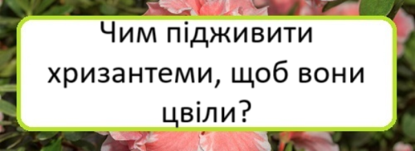 chym-pidzhyvyty-khryzantemy-shchob-vony-tsvily