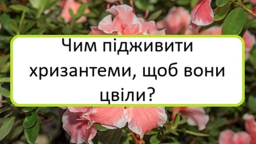 chym-pidzhyvyty-khryzantemy-shchob-vony-tsvily chym-pidzhyvyty-khryzantemy-shchob-vony-tsvily