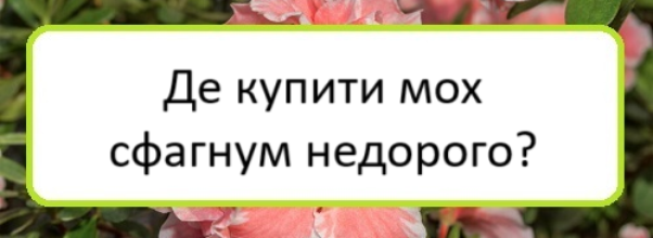 de-kupyty-mokh-sfahnum-nedoroho