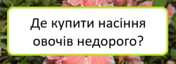 de-kupyty-nasinnya-ovochiv-nedoroho