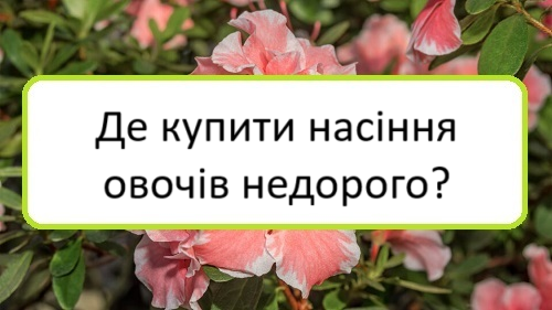 de-kupyty-nasinnya-ovochiv-nedoroho