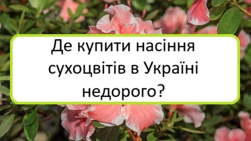 de-kupyty-nasinnya-sukhotsvitiv-v-ukrayini-nedoroho