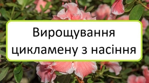 vyroshchuvannya-tsyklamenu-z-nasinnya