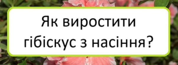 yak-vyrostyty-hibiskus-z-nasinnya