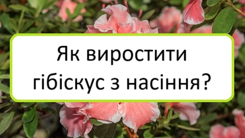 yak-vyrostyty-hibiskus-z-nasinnya yak-vyrostyty-hibiskus-z-nasinnya