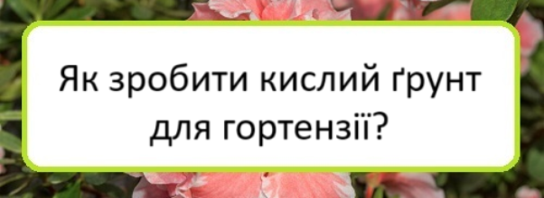 yak-zrobyty-kyslyy-grunt-dlya-hortenziyi