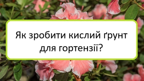 yak-zrobyty-kyslyy-grunt-dlya-hortenziyi yak-zrobyty-kyslyy-grunt-dlya-hortenziyi