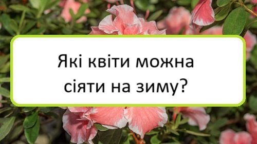 yaki-kvity-mozhna-siyaty-na-zymu yaki-kvity-mozhna-siyaty-na-zymu