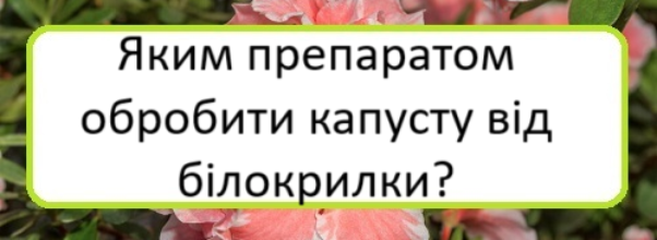 yakym-preparatom-obrobyty-kapustu-vid-bilokrylky