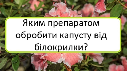 yakym-preparatom-obrobyty-kapustu-vid-bilokrylky yakym-preparatom-obrobyty-kapustu-vid-bilokrylky