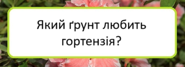 yakyy-grunt-lyubytʹ-hortenziya