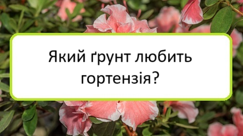 yakyy-grunt-lyubytʹ-hortenziya yakyy-grunt-lyubytʹ-hortenziya