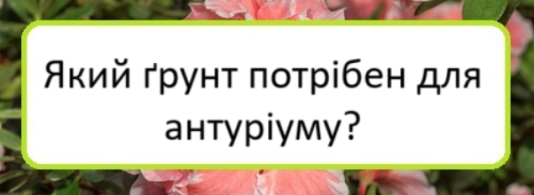 yakyy-grunt-potriben-dlya-anturiumu