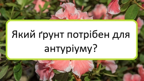yakyy-grunt-potriben-dlya-anturiumu yakyy-grunt-potriben-dlya-anturiumu