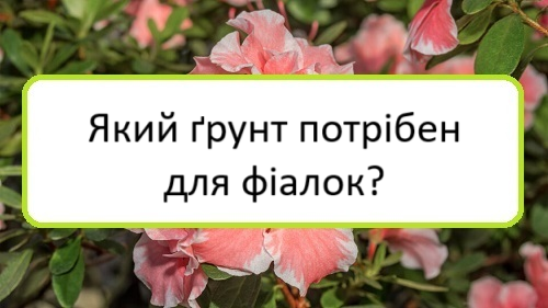 yakyy-grunt-potriben-dlya-fialok yakyy-grunt-potriben-dlya-fialok