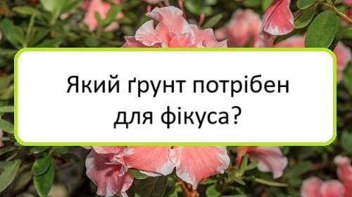yakyy-grunt-potriben-dlya-fikusa yakyy-grunt-potriben-dlya-fikusa