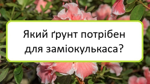 yakyy-grunt-potriben-dlya-zamiokulʹkasa yakyy-grunt-potriben-dlya-zamiokulʹkasa