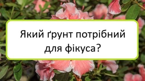 yakyy-grunt-potribnyy-dlya-fikusa yakyy-grunt-potribnyy-dlya-fikusa