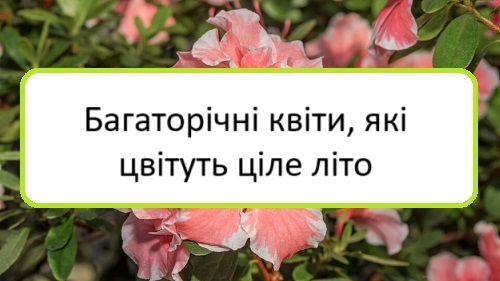 Bahatorichni kvity, yaki tsvitutʹ tsile lito Bahatorichni kvity, yaki tsvitutʹ tsile lito