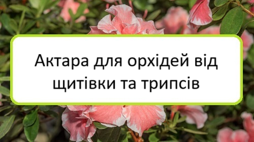 aktara-dlya-orkhidey-vid-shchytivky-ta-trypsiv aktara-dlya-orkhidey-vid-shchytivky-ta-trypsiv