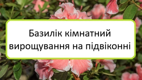 bazylik-kimnatnyy-vyroshchuvannya-na-pidvikonni bazylik-kimnatnyy-vyroshchuvannya-na-pidvikonni