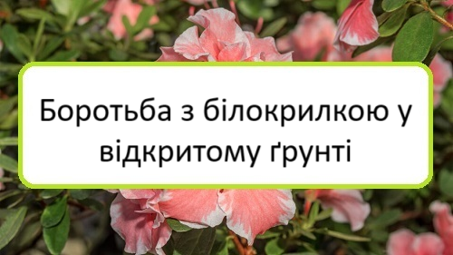 borotʹba-z-bilokrylkoyu-u-vidkrytomu-grunti borotʹba-z-bilokrylkoyu-u-vidkrytomu-grunti