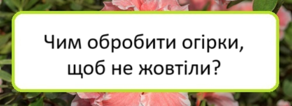 chym-obrobyty-ohirky-shchob-ne-zhovtily