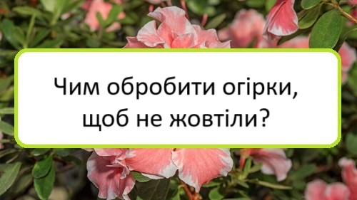 chym-obrobyty-ohirky-shchob-ne-zhovtily chym-obrobyty-ohirky-shchob-ne-zhovtily