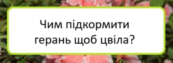 chym-pidkormyty-heranʹ-shchob-tsvila