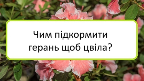 chym-pidkormyty-heranʹ-shchob-tsvila chym-pidkormyty-heranʹ-shchob-tsvila