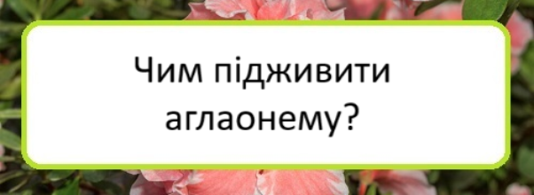 chym-pidzhyvyty-ahlaonemu