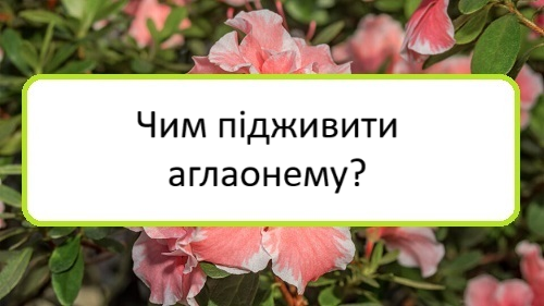 chym-pidzhyvyty-ahlaonemu chym-pidzhyvyty-ahlaonemu