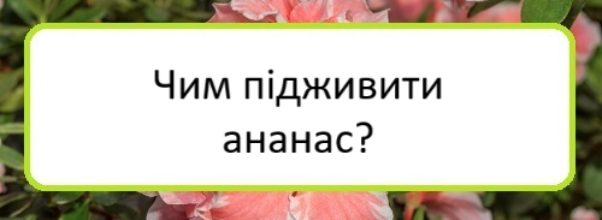 chym-pidzhyvyty-ananas