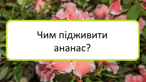 chym-pidzhyvyty-ananas chym-pidzhyvyty-ananas