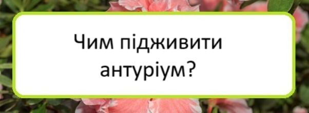 chym-pidzhyvyty-anturium