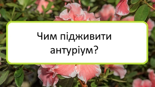 chym-pidzhyvyty-anturium chym-pidzhyvyty-anturium