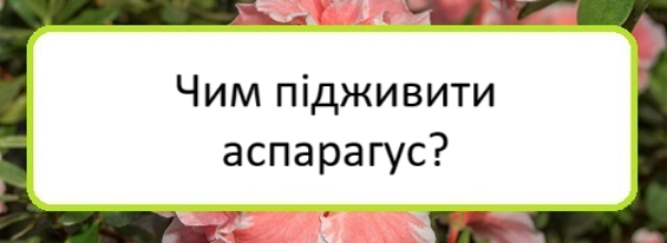 chym-pidzhyvyty-asparahus